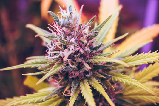 The Science behind Cannabis and Appetite Stimulation