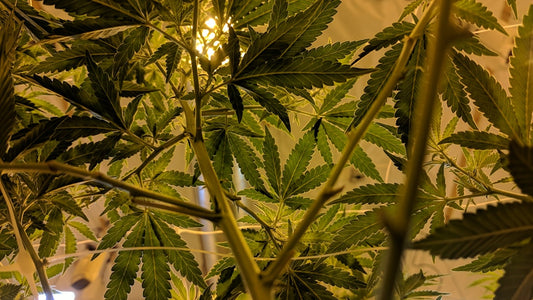 The Environmental Impact of Cannabis Cultivation