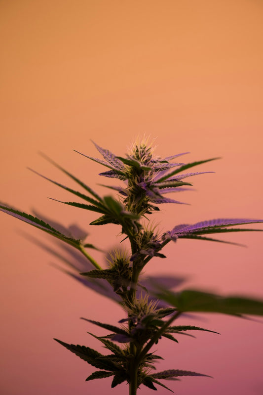 The Key to Cannabis Excellence: Understanding the Role of Terpenes