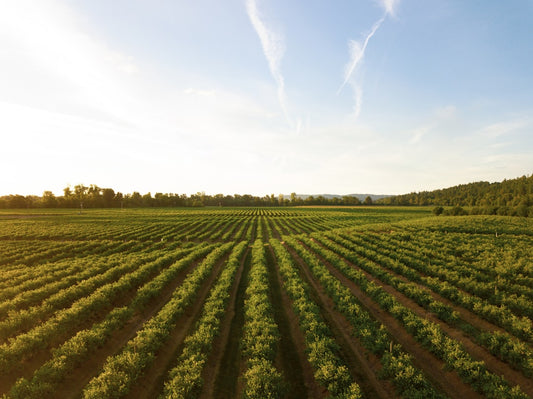 The Environmental Benefits of Hemp Farming