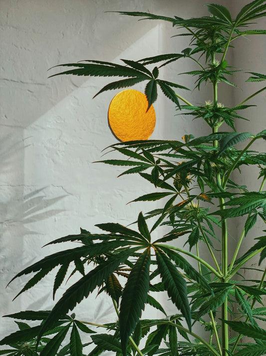 Tips for Growing Your Own Cannabis at Home