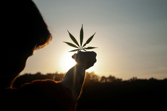 The History of Cannabis: From Ancient Times to Today